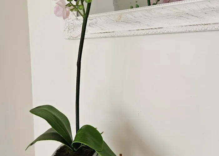 Apartman Unique & Spacious 2 Bedroom With Sauna *